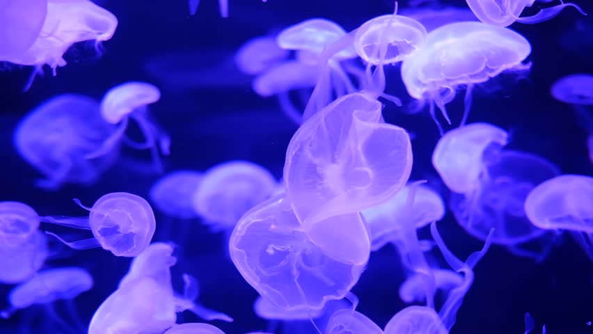 A group of jellyfish are swimming in a tank. The jellyfish are all different sizes and are floating in the water