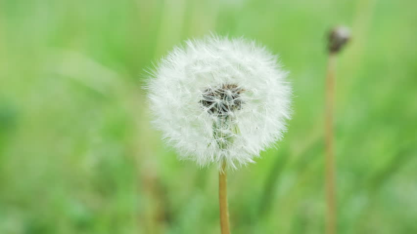 Macro view of a fragile dandelion against a soft green background.