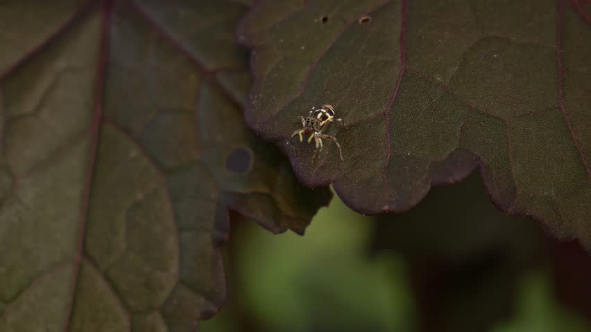 Jumping Spider (Salticidae) Over Cranberry Hibiscus Leaves In A Garden. Close-up Shot
