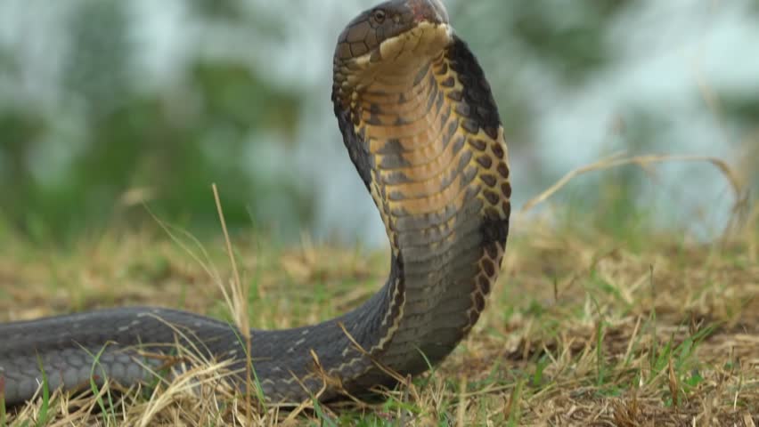 A powerful close-up captures a King Cobra (Ophiophagus hannah) with its hood fully expanded, standing tall and ready to strike in the fields of East Java. The footage highlights the majestic yet lethal presence of the world