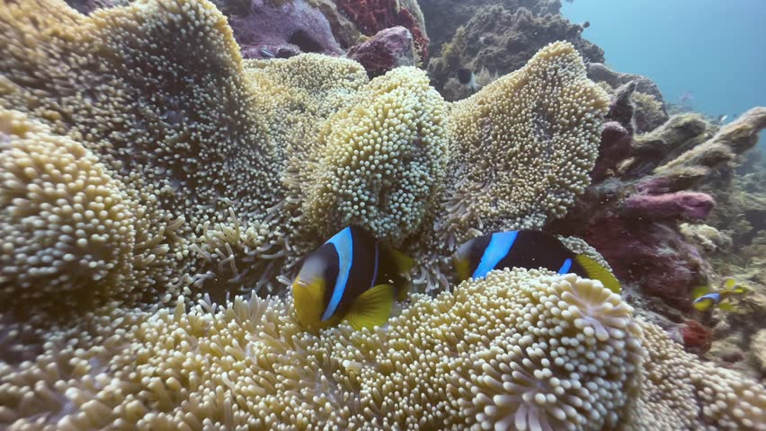 Pair of Orange-fin anemonefish (Amphiprion chrysopterus) near Mnemba Island, Zanzibar, Tanzania.