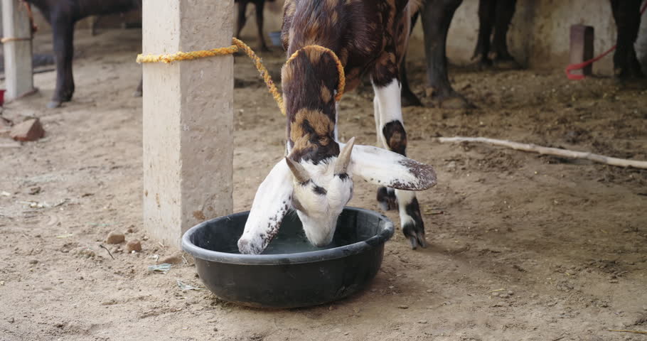 Indian village young goat standing at cattle shed inside rural area. Domestic animal tied rope concrete pillar eating fodder black plastic bowl mud day time indoor farming place
