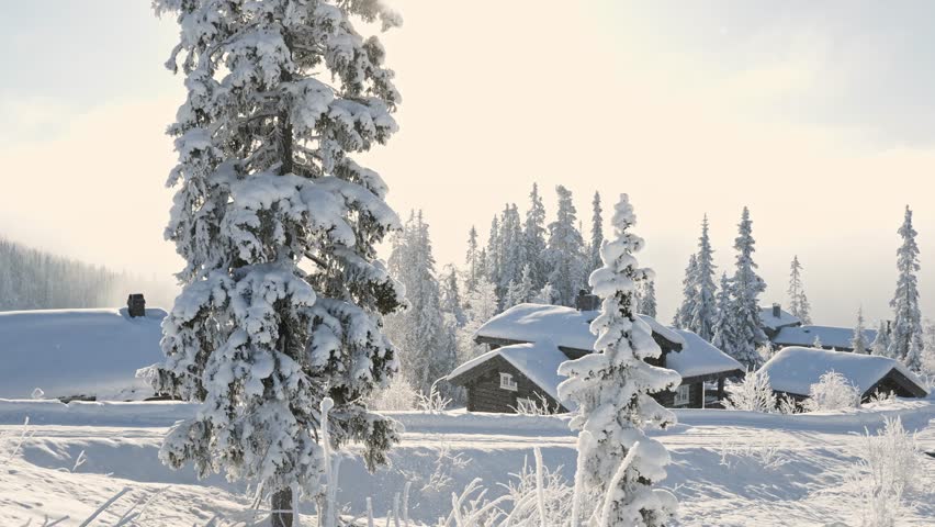 Snowy pine trees and snowfall in bright sun, Nordic cabin retreat, Valdres, Norway