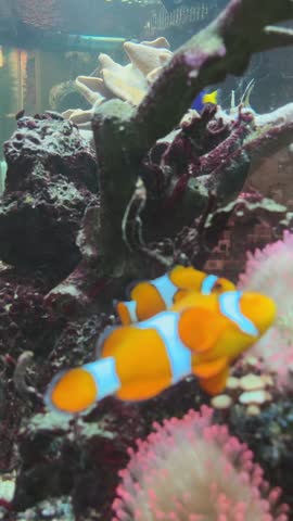 Two clownfish swimming in a vibrant aquarium with flowers,, decor, and other fish.