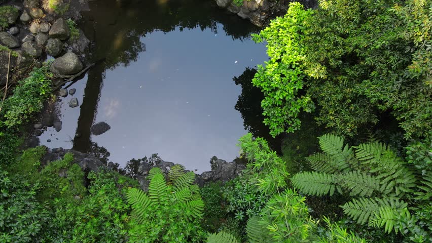Tropical Forest with River Reflection, Aerial Jungle Landscape. Top down nature environment 