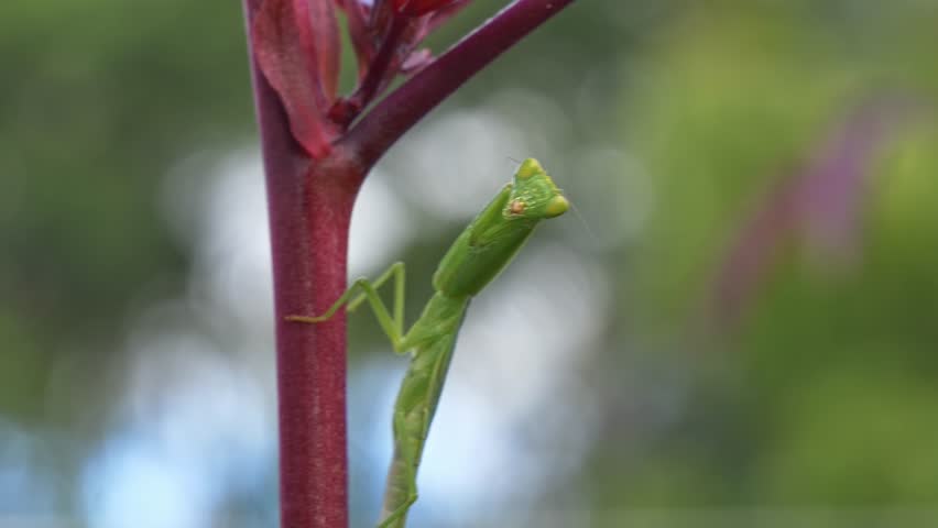 Green Praying Mantis Positioned On A Plant Stem - Close Up