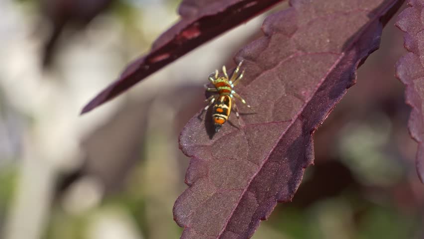Crawling Jumping Spider Around The Cranberry Hibiscus Plant Leaves. Selective Focus Shot