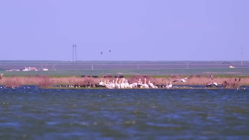 A flock of waterfowl, pelicans and cormorants, takes off over the lake. Flying birds in the blue sky. Waterfowl at the nesting site.