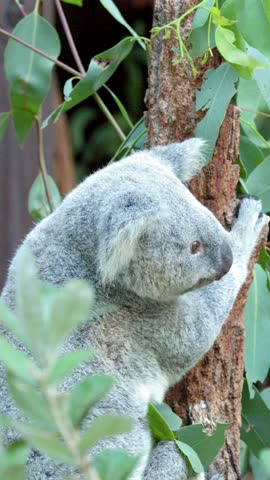 A close-up shot captures a koala climbing a tree trunk amidst lush green eucalyptus leaves