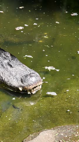 A close-up shot of an American alligator floating calmly in green, algae-filled swamp water