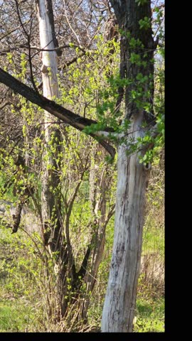 The flowering tree is a common almond (Prunus dulcis), which is one of the early spring flowering fruit trees.
