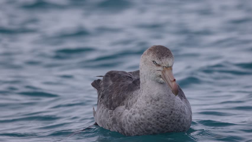 Southern giant petrel floating on cold blue water near South Georgia, calm seabird closeup with rippling ocean texture and moody subantarctic atmosphere.