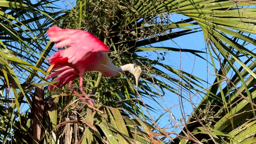 Roseate spoonbill standing in a tree