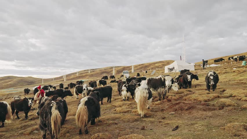 yak, herd of cattle, grassland, plateau