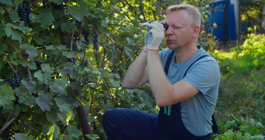 Small winery worker measuring grape ripeness with refractometer in vineyard. Manual grape quality control process