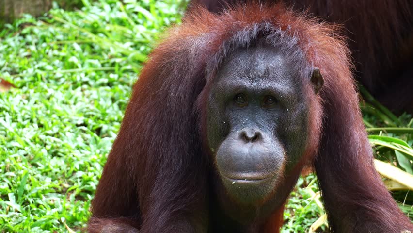 Close up shot of an Orangutan sits on the ground, looks around the surroundings and making funny facial expression.