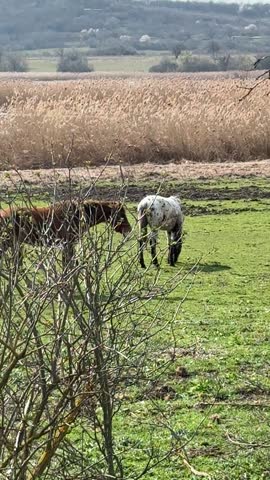 Horses feeding from a trough in a rural pasture near inner lake of Balaton with reeds in Tihany, Hungary. Peaceful countryside scene in the Balaton Highlands, Central Europe.