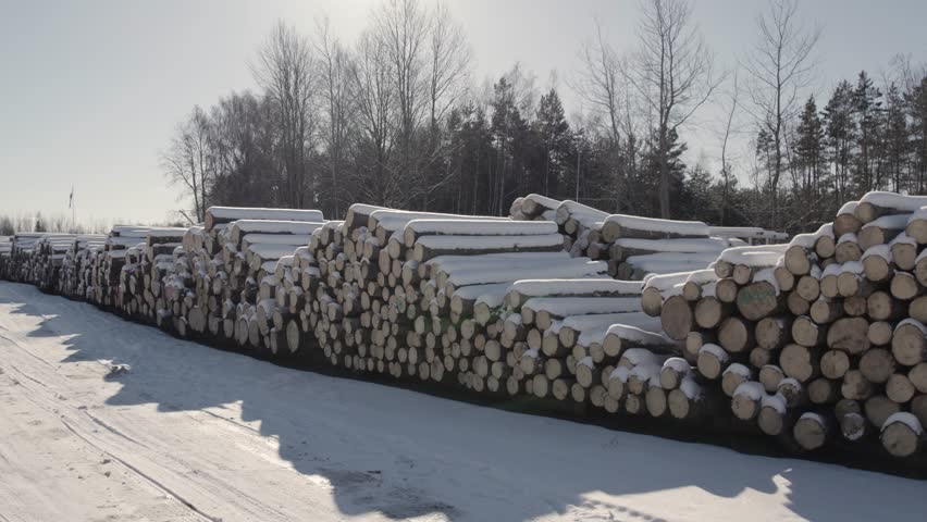 Long stacks of cut timber logs covered in snow line a curved winter road, with bare trees and clear blue sky in the background. Strong depth and leading lines