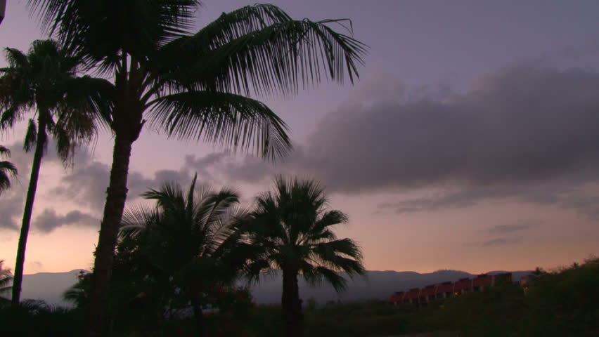 Birds chirping and singing during sunrise in Hawaii with palm trees in