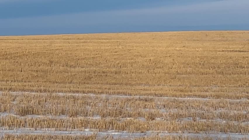 Prairie sunset landscape with snow covered fields and dramatic sky in rural Alberta
