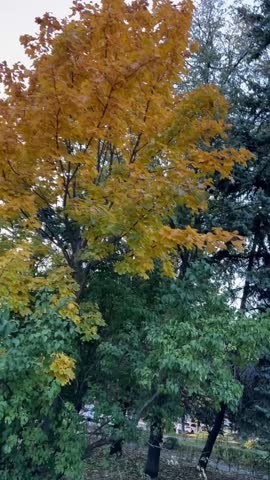 Peaceful autumn park with colorful yellow and green trees, pathway lined with fir trees and distant monument. People walking away, cozy seasonal atmosphere.