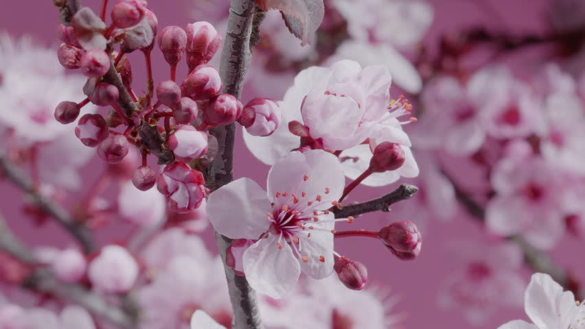 Spring flowers. Plum flowers  or apricot flowers on branches blossom on a pink background. Time lapse video.
