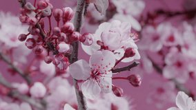 Spring flowers. Plum flowers  or apricot flowers on branches blossom on a pink background. Time lapse video. - Powered by Shutterstock - Get 15% off with code: PIKWIZARD15