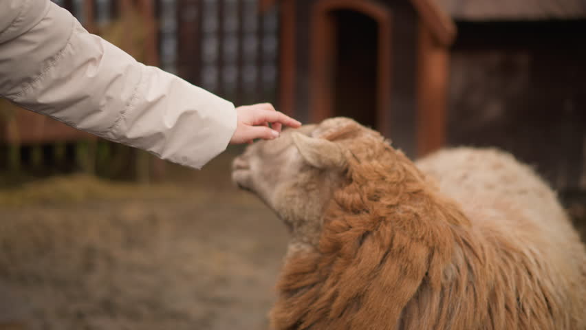 Sheep petting scene, Closeup of gentle sheep interaction, Calm moment of caring for fluffy sheep in rustic setting, Patiently petting woolly lamb in muddy barnyard during autumn afternoons