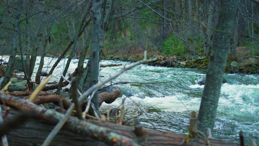 falling trees overlooking a creek within the Lassen National Forest with a light breeze