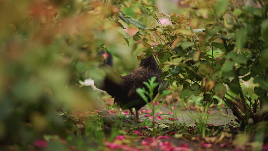 black hen pecking under green shrub, autumn petals scattered on soil, shallow depth of field with soft bokeh, warm sunlight filtering through leaves, intimate closeup of poultry foraging in quiet