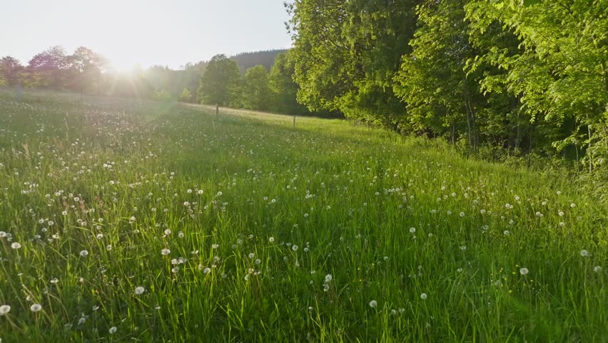 Smooth Slow Motion Flight Above Fresh Green Spring Blooming Meadow in Sunset Light. Smooth Camera Flight. Footage in European Landscape. Realistic Authentic Ambient Sounds.