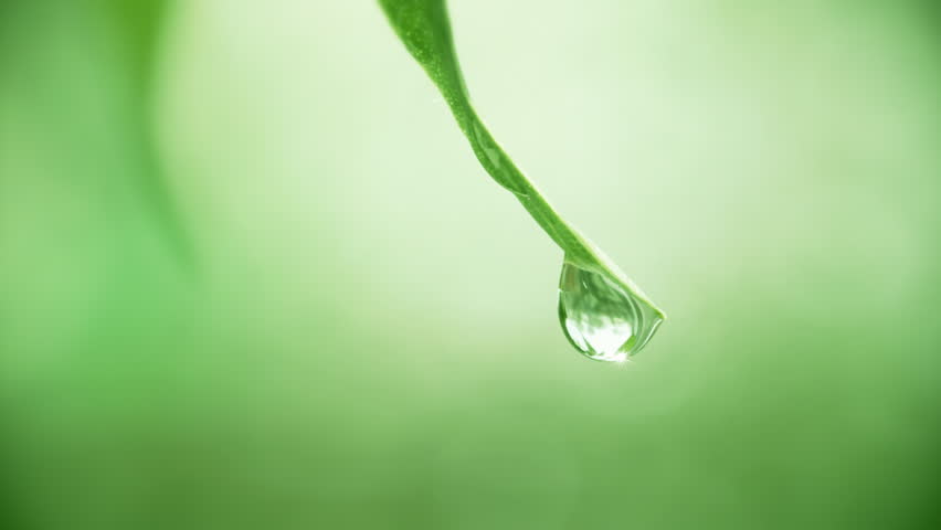 Drop falls from the leaf. Macro. | Shutterstock HD Video #4030564