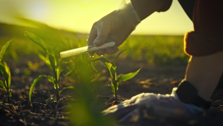 Rural agricultural worker precision-applies fertilizer from laboratory test tube directly to the soil among rows of vast corn crop, harnessing chemicals to stimulate growth in the expansive open field