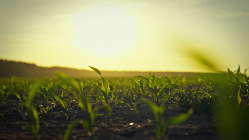 As sun sets, vibrant young corn stalks grow in farmer