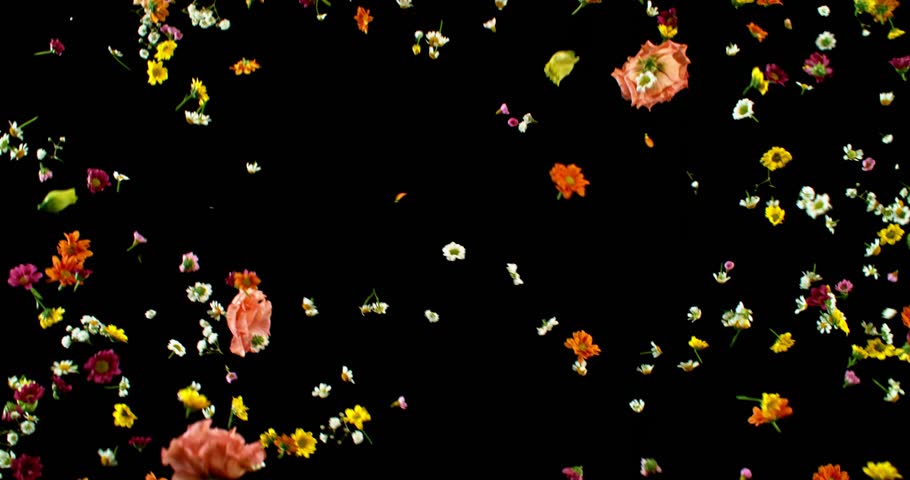Flying Meadow Flowers in Super Slow Motion. Colorful Wildflower Petals and Blooms on Black Background. High speed VFX Overlay for Cinematic Scenes and Motion Graphics.