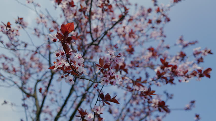 Branches of a blossoming tree with delicate pink petals and burgundy leaves against a spring blue sky. Bokeh effect.