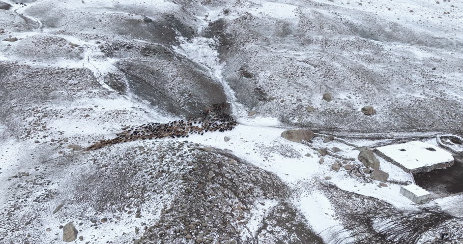 Sheep Herding Back To Their Home During Winter In The Altai Mountains Of Mongolia. Aerial Shot