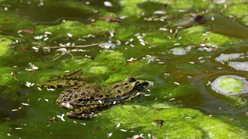 Common frog, Rana temporaria, single reptile croaking in water, also known as the European common frog or European grass frog is a semi-aquatic amphibian of the family Ranidae 