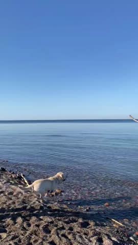 Golden Labrador joyfully splashing in shallow clear water while carrying a stick on sunny pebble beach under bright blue sky, ideal for pet brands, travel campaigns, or summer lifestyle content