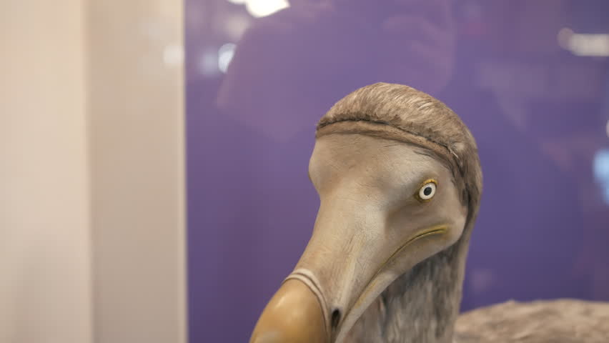 Extinct Dodo bird model displayed in a museum exhibit, showing large curved beak and grey plumage while positioned against a purple display background in a natural history gallery
