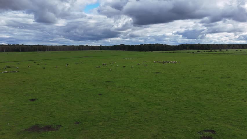 Aerial View of Horses Grazing Peacefully on Green Meadow