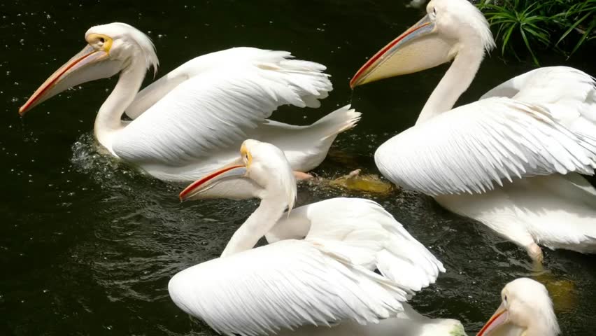 A group of pelicans swimming in the water