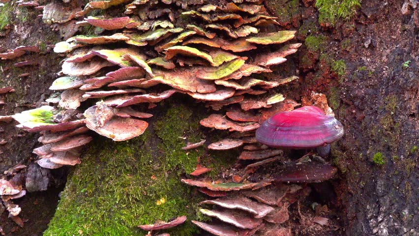 Ganoderma lucidum (Reishi mushroom, Lingzhi; varnished bracket fungus) and Trametes versicolor (turkey tail; polypore fungus) growing on the trunk of a dead tree in a forest in the suburbs of Princeton, New Jersey, USA