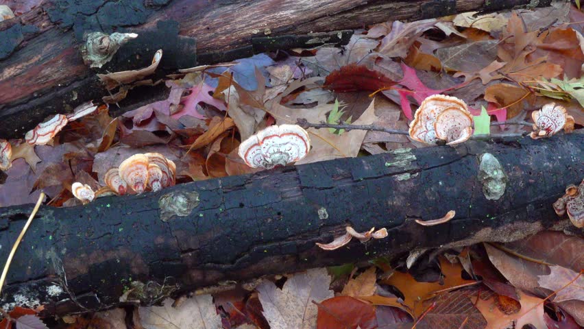 Wood-decaying bracket fungus Fomitopsis pinicola (red-belted conk) growing on fallen, rotten tree branches in a forest in the vicinity of Princeton, New Jersey, USA