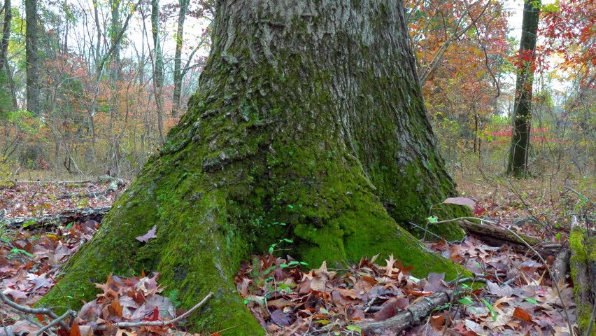The basal part of an old tree overgrown with mosses, lichens, and fungi in a forest in the Princeton area, New Jersey, USA