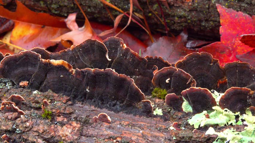 Wood-decaying fungi red-brown hymenochaete (Hymenochaete rubiginosa) growing on rotting wood in a forest near Princeton, New Jersey, USA.
