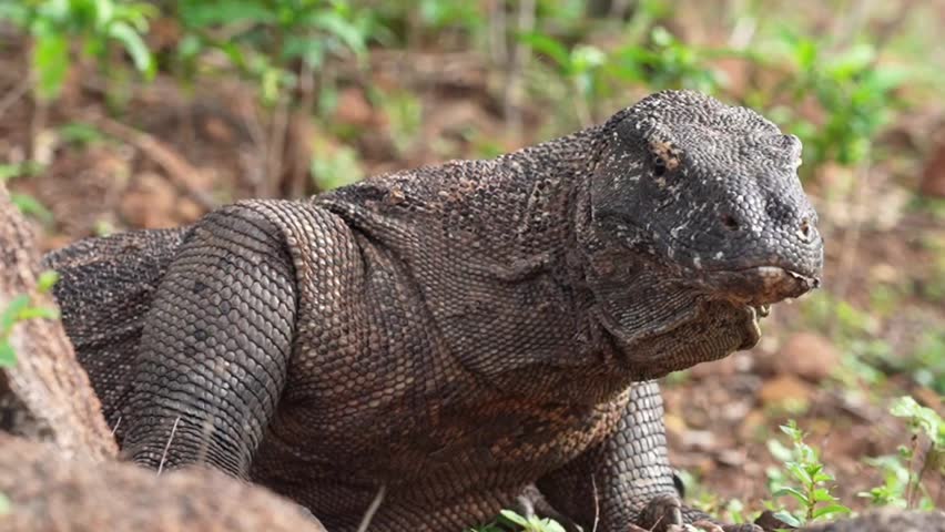 A Komodo dragon moves slowly and deliberately through a grassy area. Komodo or Varanus komodoensis is an animal endemic to Indonesia.