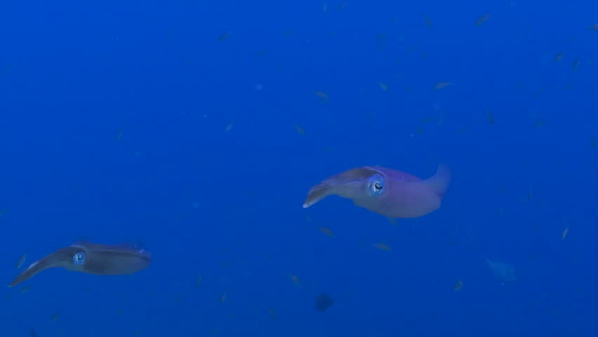 Close up of a Caribbean reef squid as it swims across a deep blue backdrop, camera pans to follow