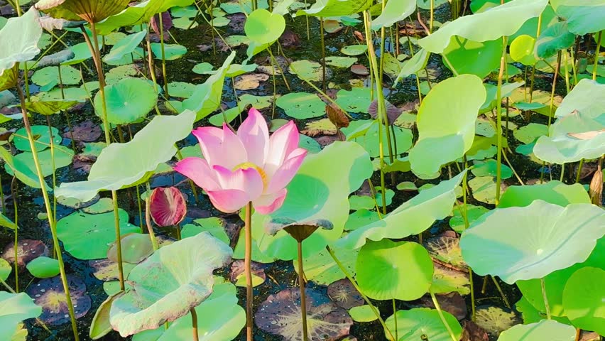 Violet lotus flowers in the pond