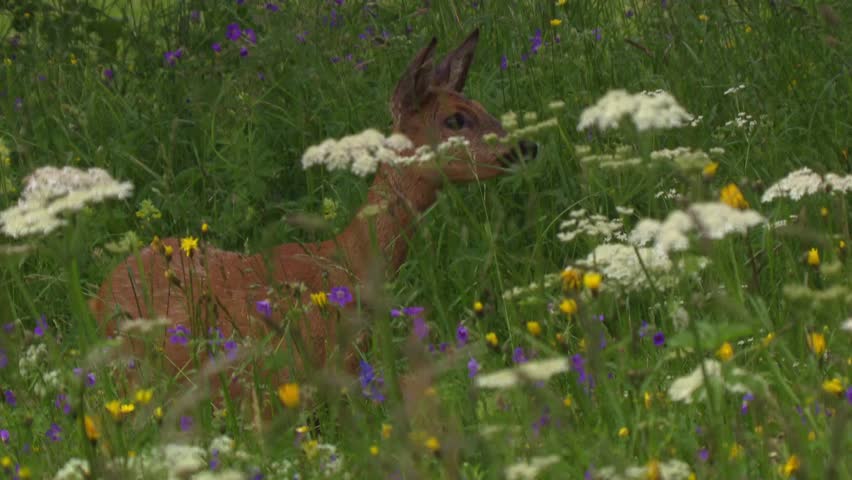 roe deer in blooming wildflower meadow in summer
